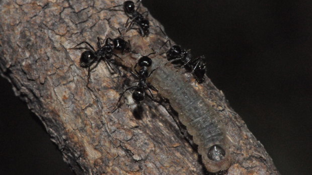 The Notoncus ants guard and clean Eltham copper caterpillars as they emerge at night to feed. 
