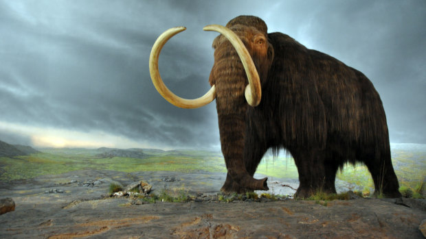 A woolly mammoth in the Royal BC Museum in Victoria, Canada. The display is from 1979, and the fur is musk ox hair.