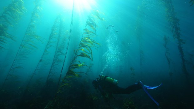 Giant kelp can grow to 30 metres tall. 