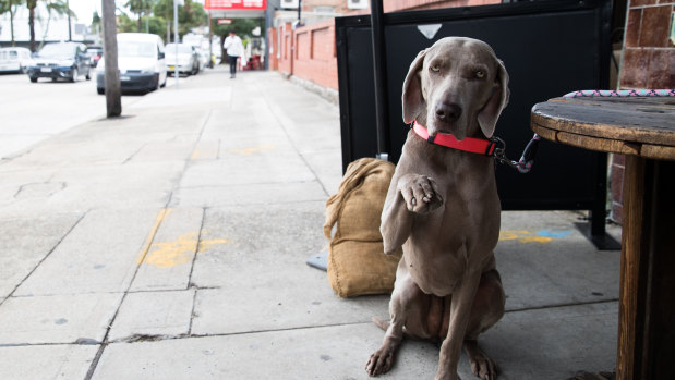 Abbie at Lyons R.A.W cafe on Lyons Road, Drummoyne. The road is set to become a clearway on weekends, which will impact local businesses.