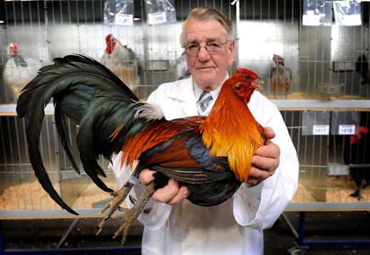 In his element: Alf Woods pictured in 2008 with an Old English Game fowl at the-then Royal Melbourne Show, now Melbourne Royal Show.