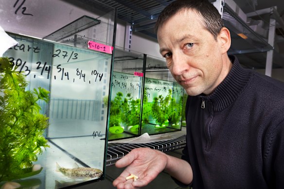 The researchers gave the salmon slow-release capsules, some containing cocaine, others with a compound that is created when human bodies break down the drug.