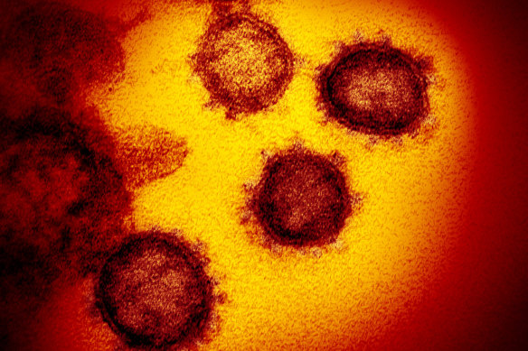 Despite initial signs that the coronavirus would mutate slowly, it is continuing to “evolve at a fairly rapid rate”. 