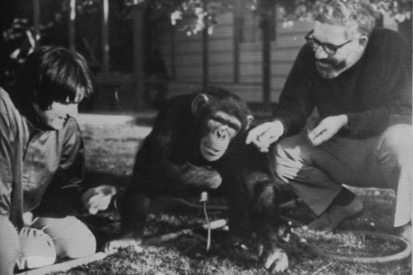 Psychologists Dr Beatrice and Dr Allen Gardner talking to Washoe, a female chimpanzee taught to communicate using American Sign Language, in Nevada, 1976.