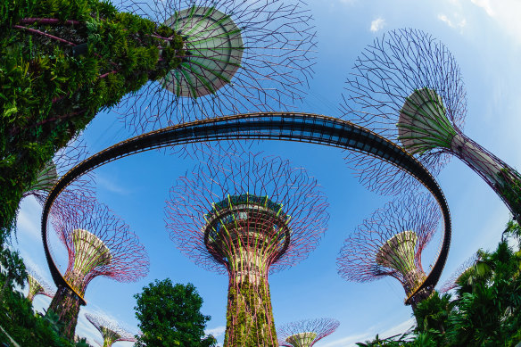 The Supertrees and Skywalk are central to the gardens.