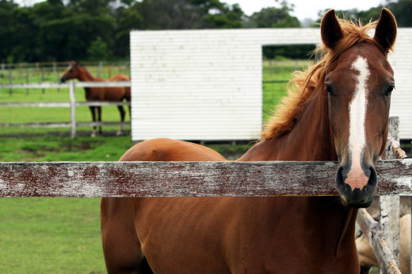 Hendra is spread from flying foxes to horses via close contact, usually around feed and water troughs under trees where the bats live.