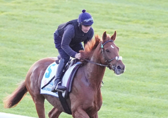Vauban takes a look at Flemington before the Melbourne Cup on Tuesday.