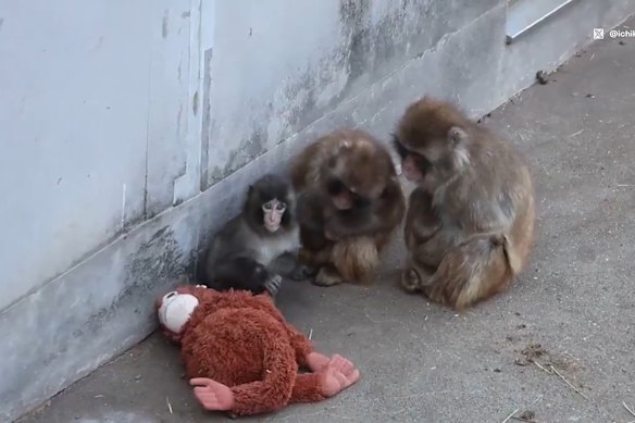 Quando Punch se sentir seguro, ele deixará seu brinquedo e retornará para seus colegas.