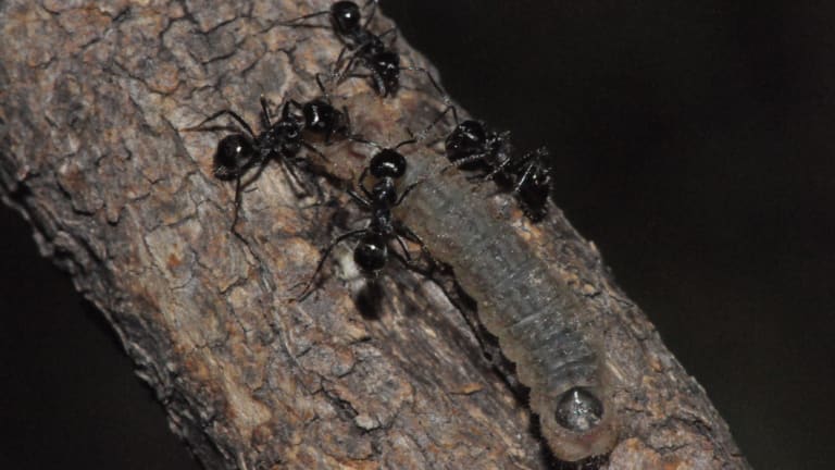 The Notoncus ants guard and clean Eltham copper caterpillars as they emerge at night to feed. 