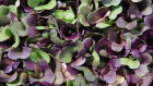 Mirvac's Cultivate program converts under-used spaces to urban farms to grow organic produce including microgreens. 