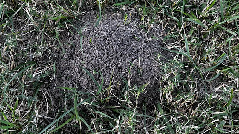 Fire ants discovered in inner-city Brisbane park