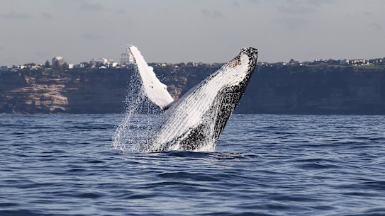 A humpback whale breaching in Sydney Harbour in a previous year.