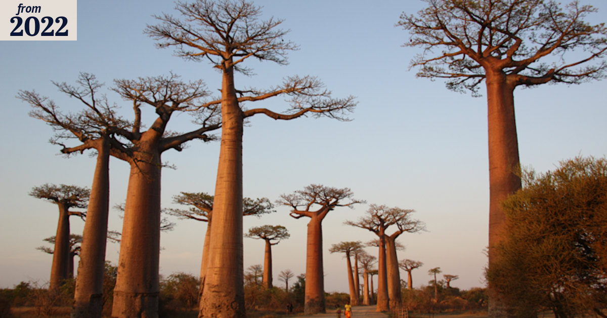 After counting Earth’s trees, scientists say thousands more species to ...