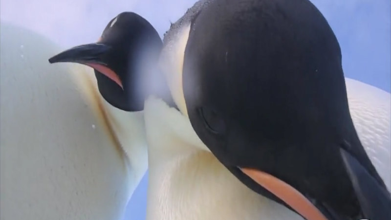These penguins found a camera in Antarctica and captured a selfie