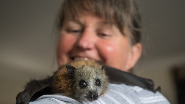 Julie Malherbe has cared for more than 70 bats in the past five years. Here she is pictured with Phoebe. 