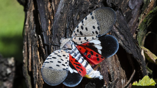 The spotted lanternfly has emerged as a serious pest since the federal government confirmed its arrival in south-eastern Pennsylvania five years ago.
