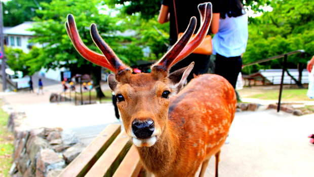 Nara's deer roam freely and are fed by tourists, but the animals are dying as a result of eating plastic waste left behind.