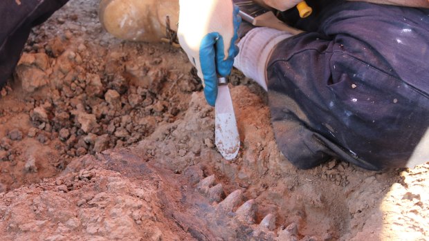 A Diprotodon jawbone being unearthed at the South Walker Creek site. 