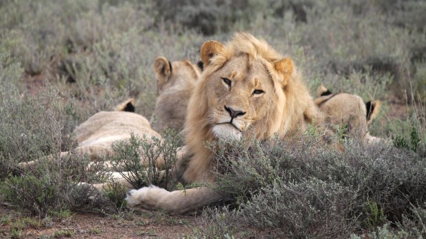 The remains were found near a pride of lions.