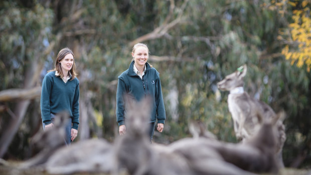 ACT government ecologists Claire Wimpenny and Melissa Snape with some of the kangaroos in Yarralumla that have been the subject of fertility control studies. 