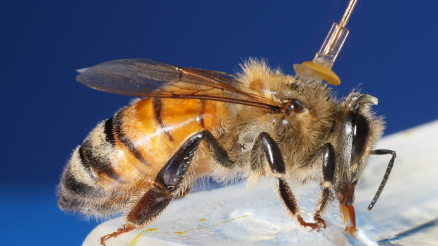 The research team tested the effects of the light on anaesthetised honey bees before moving to patient trials.