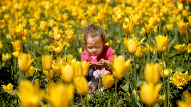 Look out for candid moments of people interacting with the festival. Here a three-year-old Anna Salvair of Latham is seen enjoying the flowers in 2014.