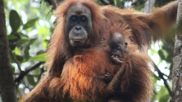 Small-scale ecotourism couldn’t overcome the negative effects of logging on orang-utans in Sumatra.