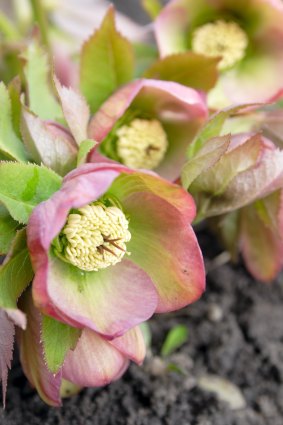 Hellebores are almost unkillable and make long-lasting cut flowers.