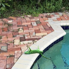 An iguana lies near a pool after falling from a tree in Florida in 2018.