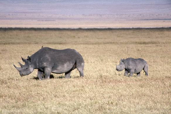 Black rhinos are endangered and are frequently moved by rangers to forested areas for their own protection.