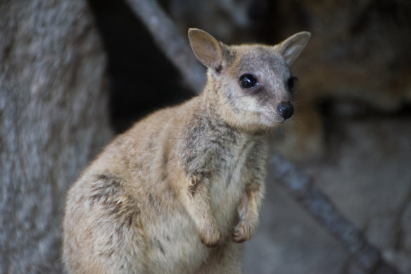 A young rock wallaby.