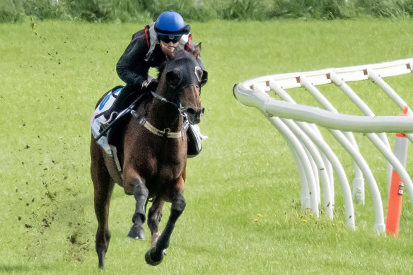 Craig Williams rides Hoo Ya Mal at Werribee. 