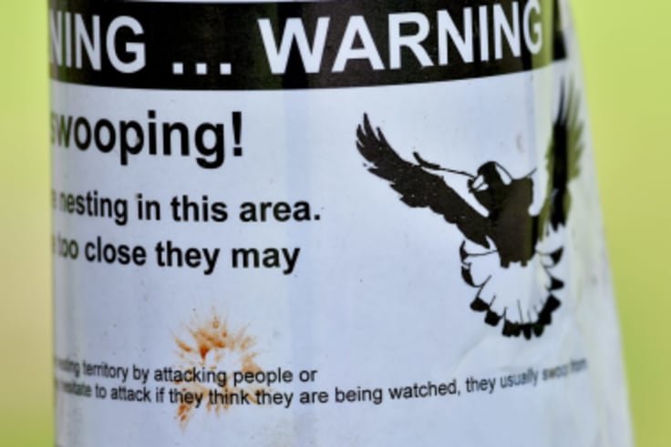 A sign warning of magpie attacks.  