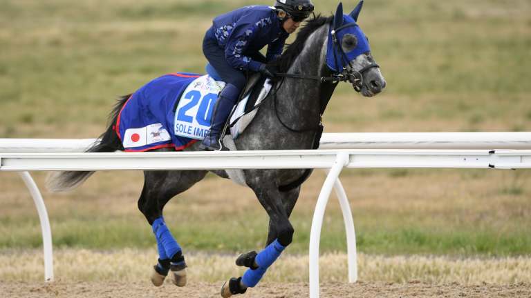 Sole Impact at Racing Victoria's quarantine centre at Werribee. 