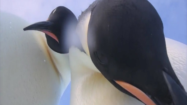 While the video at first captures a handful of penguins from a low vantage point, one bird waddles over to the camera and kicks the screen to focus on its face.