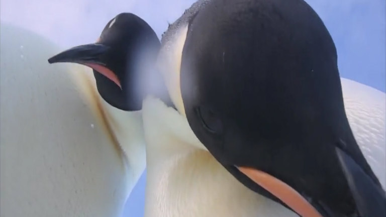 what does a penguin's mouth look like