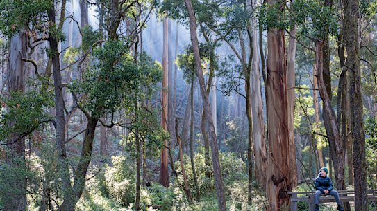 Wombat State Forest will be protected for future generations if the bill passes the upper house.