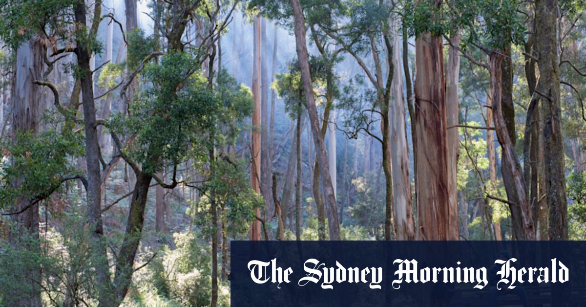 As Victoria unveils ‘last national parks’, are the forest wars over?