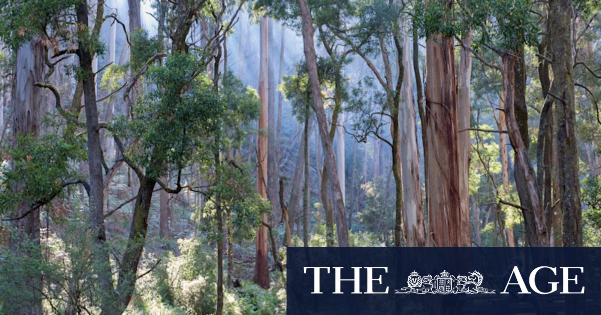 Sind die Waldkriege vorbei, nachdem Victoria die „letzten Nationalparks” ...