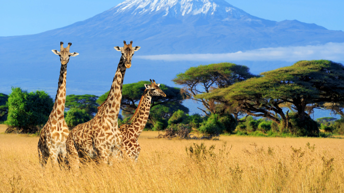 The last giraffes on Earth