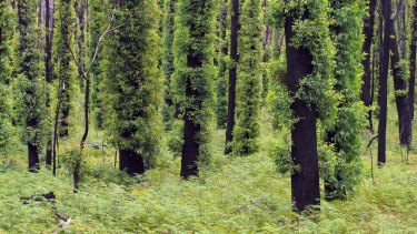 Timely rain has helped south-eastern Australia's forests regrow after the Black Summer fires.Â 