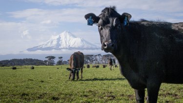 Agriculture accounts for half of New Zealand's greenhouse gas emissions - and will be the  central to that country's climate action.