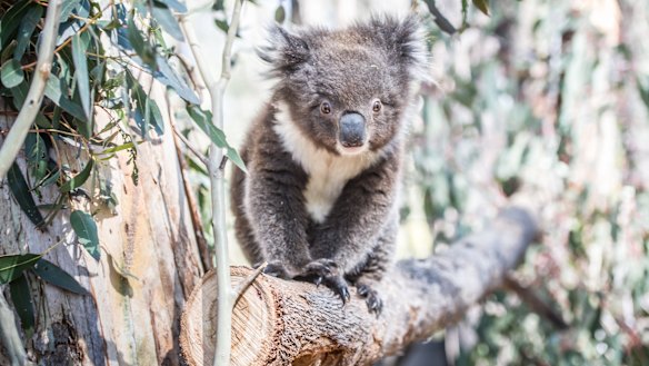 Australia has a poor record on protecting threatened species, including the iconic koala.