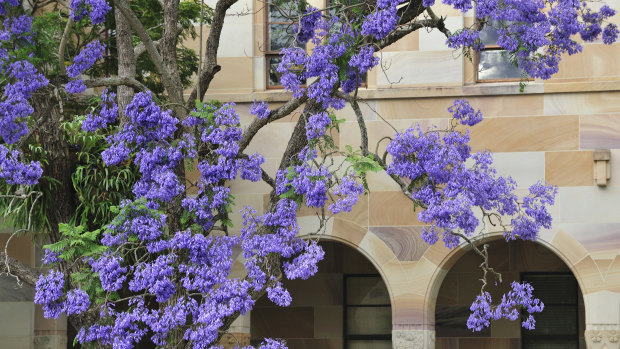 Jacaranda blooms make a striking display against sandstone at the University of Queensland's St Lucia campus.