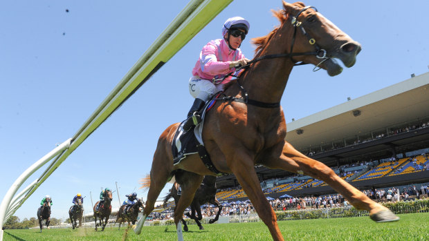 Baby steps: Czarson stretches out in the closing stages of his win at Rosehill.