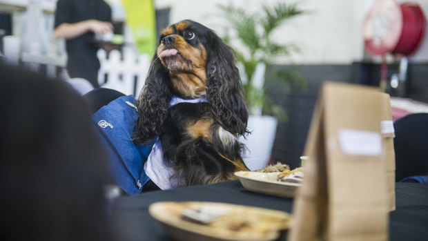 Dogs were given special dog treats and 'puppacinos' as part of the high tea.