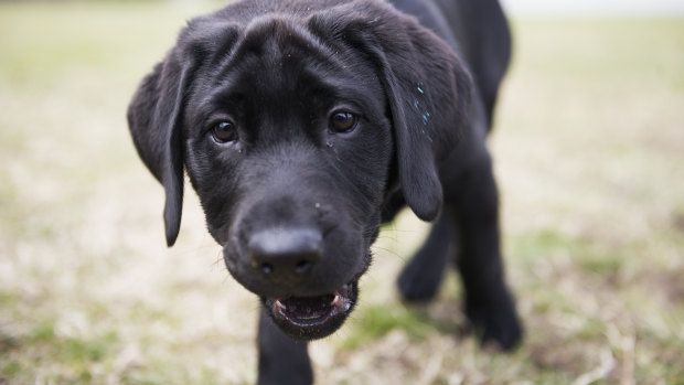 Puppy Storm will grow up to be a guide dog.
