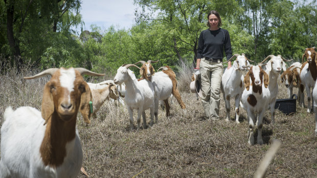 Elisabeth Larsen kidding around with the goats.