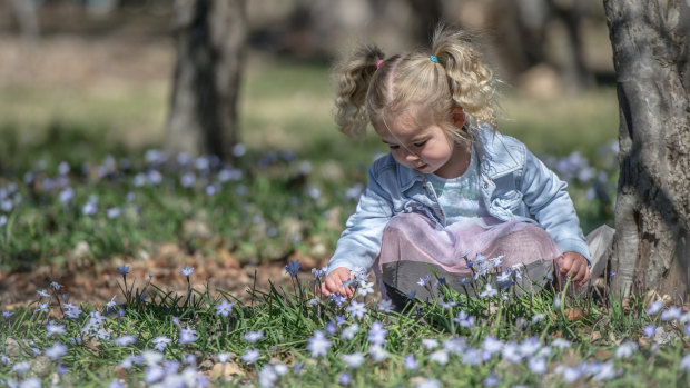 Three-year-old Alyrah Verri playing in the grass at Bowen Park in Barton. Experts say the dry conditions may impact how much pollen is produced. 