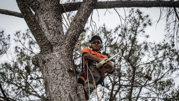 Connor Walker, a trainee arborist, is working on removing dead pines from the Yarralumla Dog Park. 